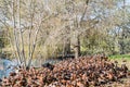 A Large Gathering of Black-bellied Whistling Ducks