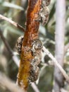 A Large Gathering of Bumble Flower Beetles Euphoria inda on a Stalk of a Russian Olive Plant