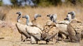 Large gathering of Cape Vultures