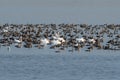 A large gathering of Cormorants and White Pelicans in a lake Royalty Free Stock Photo