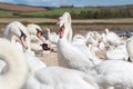 A large gathering of Mute Swans on the lake bankside. Royalty Free Stock Photo