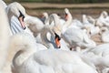 A large gathering of Mute Swans on the lake bankside. Royalty Free Stock Photo