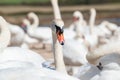 A large gathering of Mute Swans on the lake bankside. Royalty Free Stock Photo
