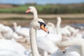 A large gathering of Mute Swans on the lake bankside. Royalty Free Stock Photo