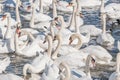 A large gathering of Mute Swans on the water. Royalty Free Stock Photo