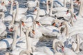 A large gathering of Mute Swans on the water. Royalty Free Stock Photo