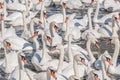 A large gathering of Mute Swans on the water. Royalty Free Stock Photo