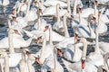 A large gathering of Mute Swans on the water. Royalty Free Stock Photo