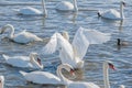 A large gathering of Mute Swans on the water. Royalty Free Stock Photo