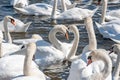 A large gathering of Mute Swans on the water. Royalty Free Stock Photo