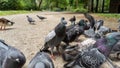 Large gathering of pigeons jostling each other.