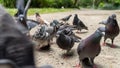 Large gathering of pigeons jostling each other.