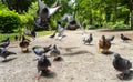 Large gathering of pigeons jostling each other.