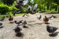 Large gathering of pigeons jostling each other.