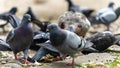 Large gathering of pigeons jostling each other. View close to the ground