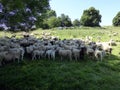Large gathering of sheep at feeding trough Royalty Free Stock Photo