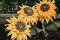 Large Giant bendable Paper Flowers. Big yellow suflowers made from paper. DIY big paper flower made from corrugated paper and EVA