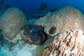 A large giant clam surrounded by healthy coral Royalty Free Stock Photo