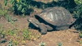 A large giant galapagos tortoise feeding at isla santa cruz in the galapagos Royalty Free Stock Photo