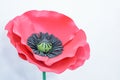 Large Giant Paper Flowers. Big pink, red poppy made from paper