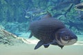 A Large Giant Siamese Carp fish passing by the camera lense