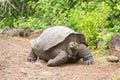 Large giant tortoise with its enormous size native and unique to the Galapagos Islands Royalty Free Stock Photo