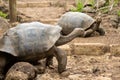 Large giant tortoise with its enormous size native and unique to the Galapagos Islands Royalty Free Stock Photo