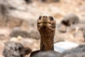 Large giant tortoise with its enormous size native and unique to the Galapagos Islands Royalty Free Stock Photo