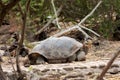 Large giant tortoise with its enormous size native and unique to the Galapagos Islands Royalty Free Stock Photo