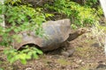 Large giant tortoise with its enormous size native and unique to the Galapagos Islands Royalty Free Stock Photo