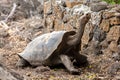 Large giant tortoise with its enormous size native and unique to the Galapagos Islands Royalty Free Stock Photo