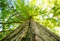 Large giant tree canopy and limbs looking up in forest