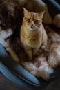 Ginger domestic cat lying on a chair