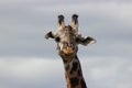 Head of a giraffe looking