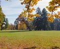 Glade in park among a conifers and deciduous trees Royalty Free Stock Photo