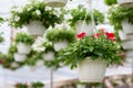 Large glass greenhouse with flowers indoor and cultivation plants