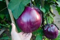 Large globular eggplant varieties of `Bourgeois` in the garden