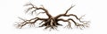 Large gnarled tree root system, bare branches spread wide, isolated on white studio background. Old wood texture shows dry, Royalty Free Stock Photo