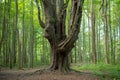 Large gnarly maple tree in the forest