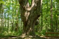 Large gnarly maple tree in the forest