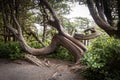 Large gnarly trees along the Wild Pacific Trail in Ucluelet, British Columbia