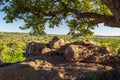 Large Gneiss Boulders and live oak tree Texas Hill Country Views Royalty Free Stock Photo