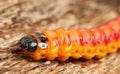 Large goat moth caterpillar on tree Royalty Free Stock Photo