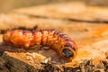 large goat moth caterpillar on a willow tree trunk Royalty Free Stock Photo