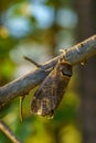 Large goat moth sitting on a branch in evening sunlight