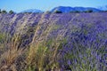 Large gold grasses in lavender field