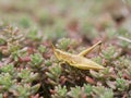 Large gold grasshopper (Chrysochraon dispar)