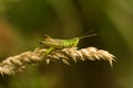 Large Gold Grasshopper, Gouden Sprinkhaan, Chrysochraon dispar Royalty Free Stock Photo