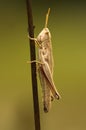 Large Gold Grasshopper, Gouden Sprinkhaan, Chrysochraon dispar Royalty Free Stock Photo