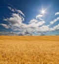 Large gold wheat field under sun Royalty Free Stock Photo